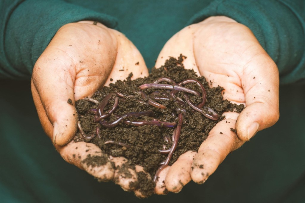 Photograph of hands holding compost and earthworms.
